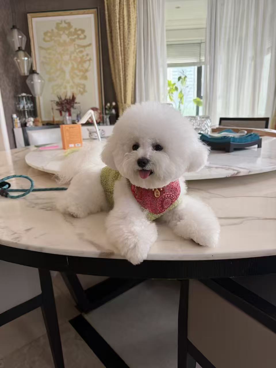 Youngest Member of My Family