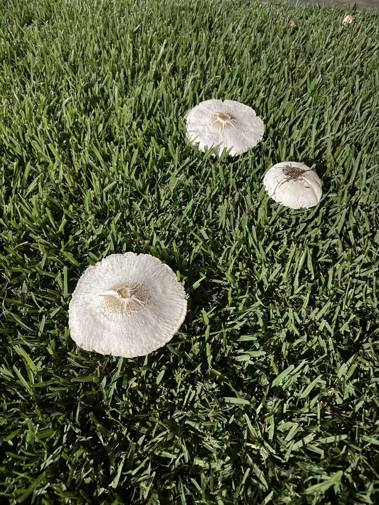 Mushrooms in Texas after rain